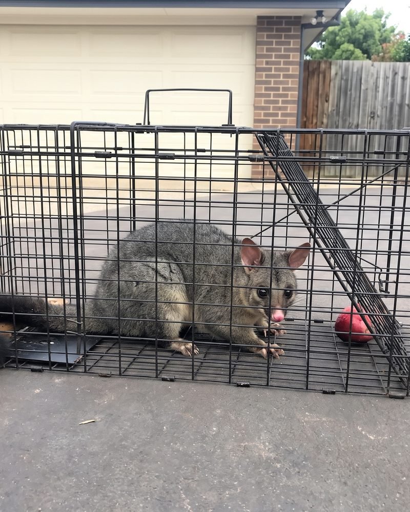 Possum removal specialist at work in a Melbourne roof