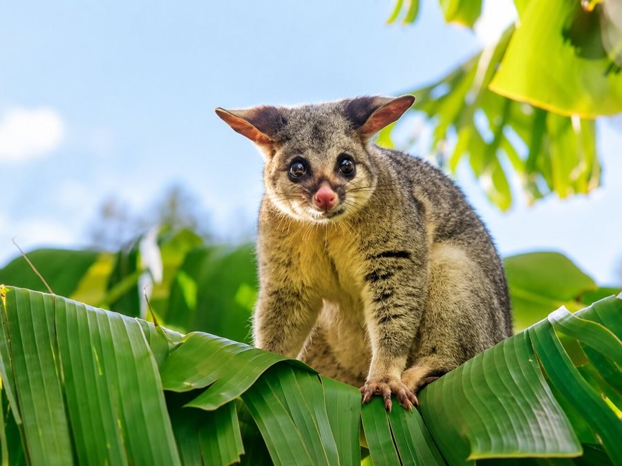 Common Brushtail Possum
