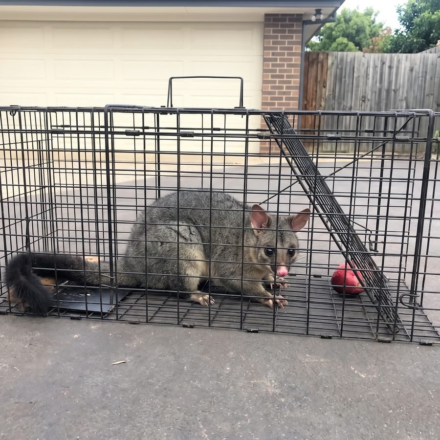Brushtail possum caught humanely in a trap