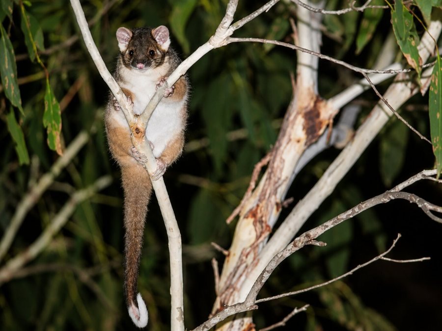Common Ringtail Possum